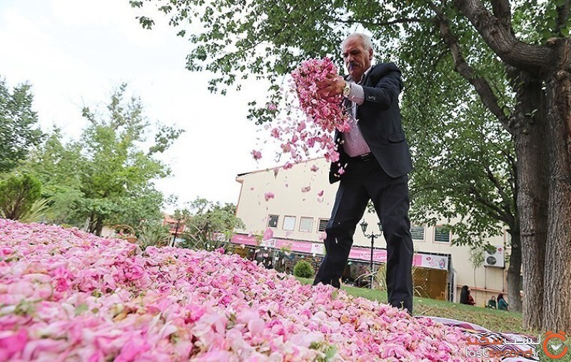 گل محمدی در لایزنگان