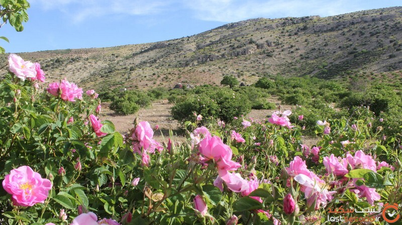 مزارع گل محمدی