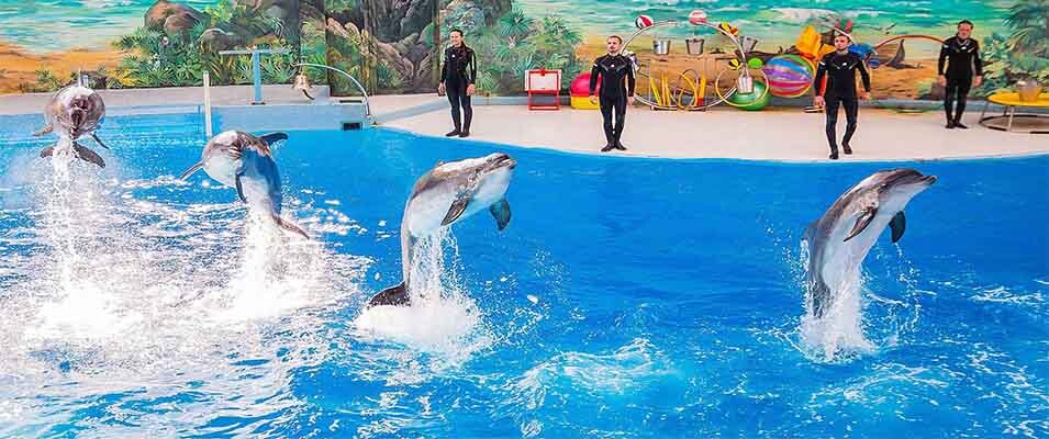 dolphin-park-kish1.jpg