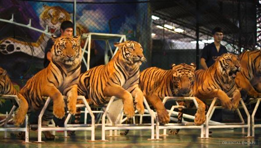 لست سکند-tigerzoo.jpg