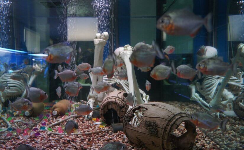 Piranhas-Moscow-Sea-Aquarium-Chistye-Prudy-825x510.jpg