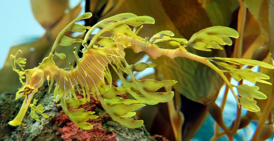 2fvmfdncstct16l4e7awxrnxkaxz1fopv7ybeduf Leafy Seadragon.jpg