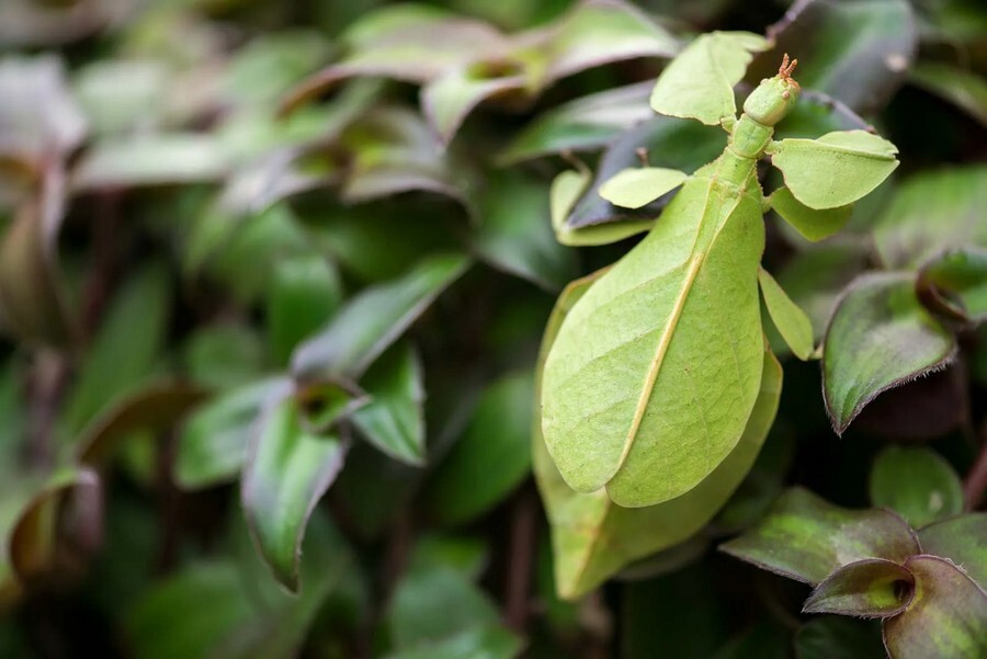 7o84lrfeu0kzhheezikzvtpwtekqapbu5zmnnqyx Leaf insects.jpg