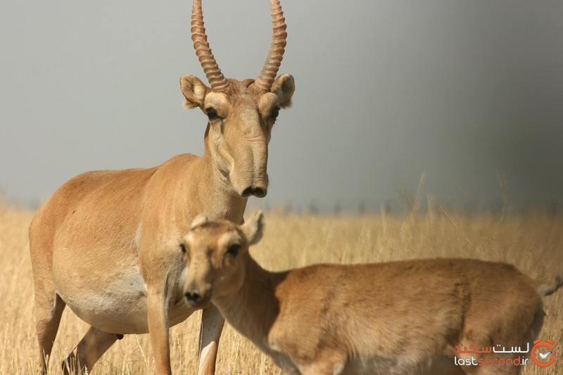 کل سکایی کل سکایی
