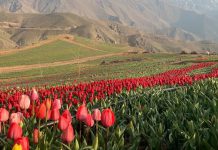 روستای کندر کرج | جشن لاله ها در دامنه البرز روستای کندر کرج
