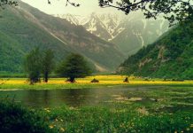 جنگلهای دوهزار سه هزار | زیباییهای پنهان شمال ایران