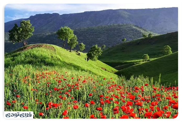 دشت ارژن پوششهای گیاهی دشت ارژن شیراز