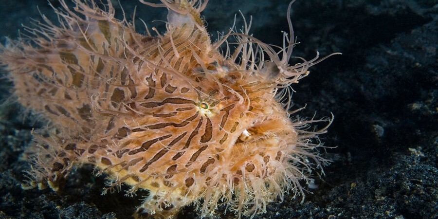 hxokz8j9teruckoladpqcrao8mopc1bdpsgobm2o hairy frogfish.jpg