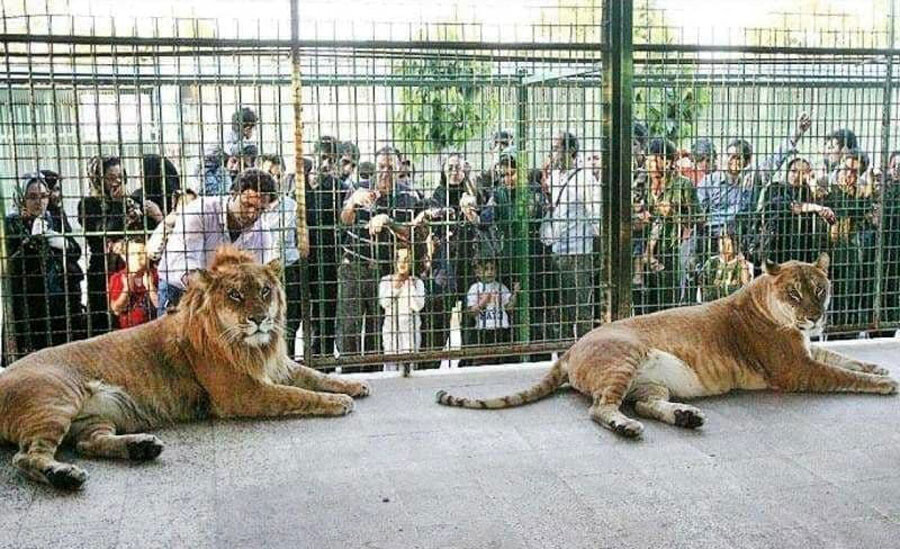 swz5oprzpn7kgjy8noykkfxh8ucjuivz26x2jakl Lastsecond.ir-children-attractions-in-tehran-eram-zoo.jpg