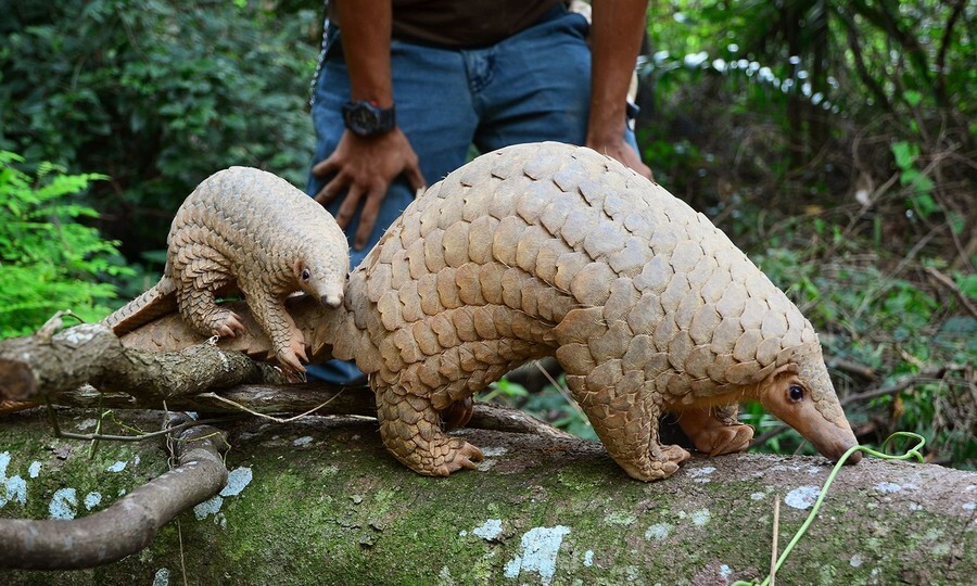 t78erpakxzfniu56f5m5pqtuzq3njphxhmbubadj Pangolin.jpg