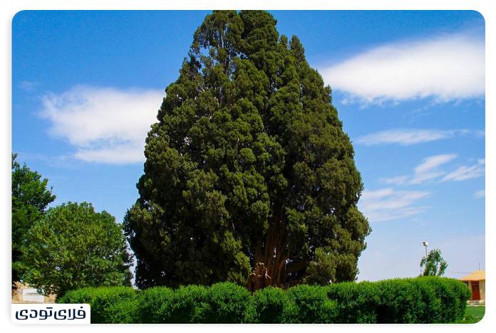 سرو ابرکوه سرو ابرکوه