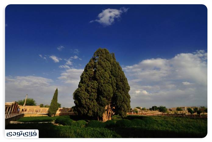 سرو ابرکوه سرو ابرکوه یزد