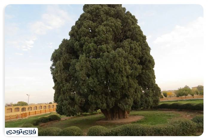 سرو ابرکوه سرو ابرکوه