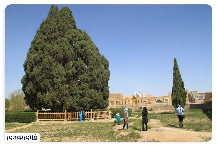 سرو ابرکوه سرو ابرکوه