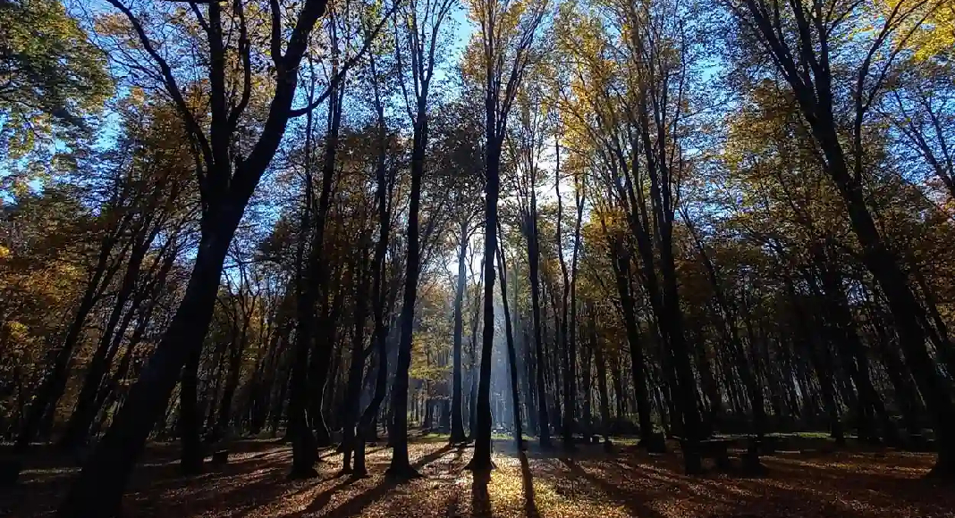 جاهای دیدنی سیسنگان مازندران جاهای دیدنی سیسنگان مازندران