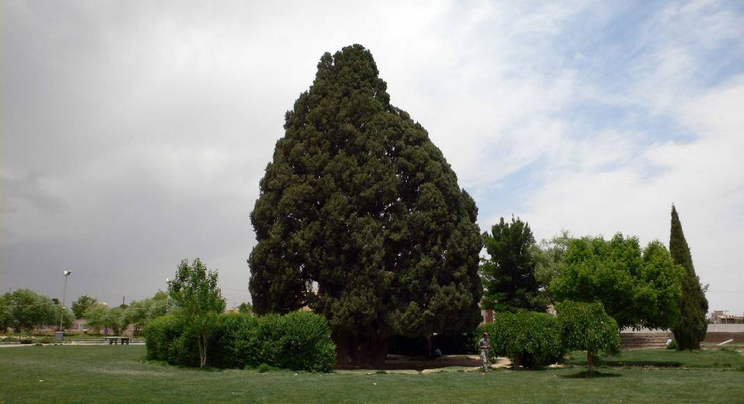 سروابرکوه.شاخص سرو ابرکوه یزد