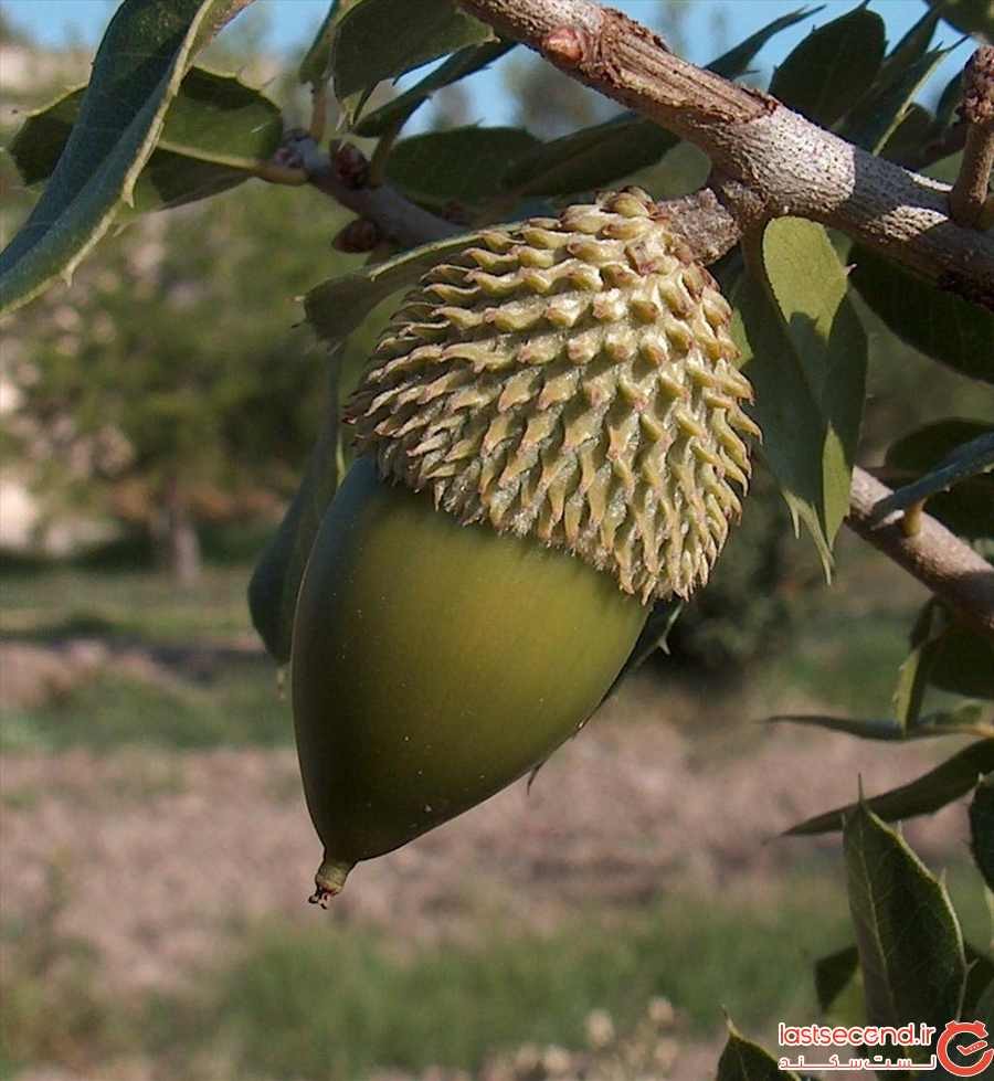 بلوطهای شیمبار دشت شیمبار