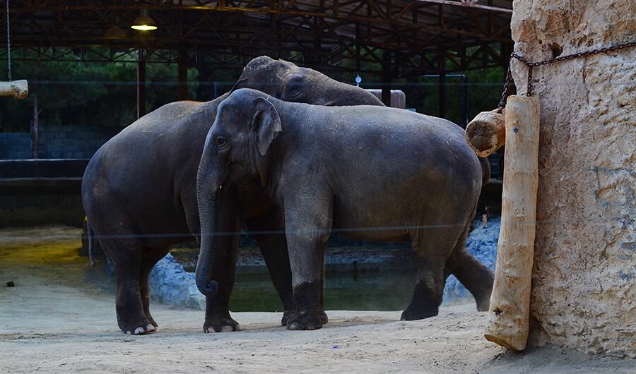 پارک ارم یکی از مراکز تفریحی تهران Lastsecond.ir-tehran-best-attractions-eram-zoo.jpg