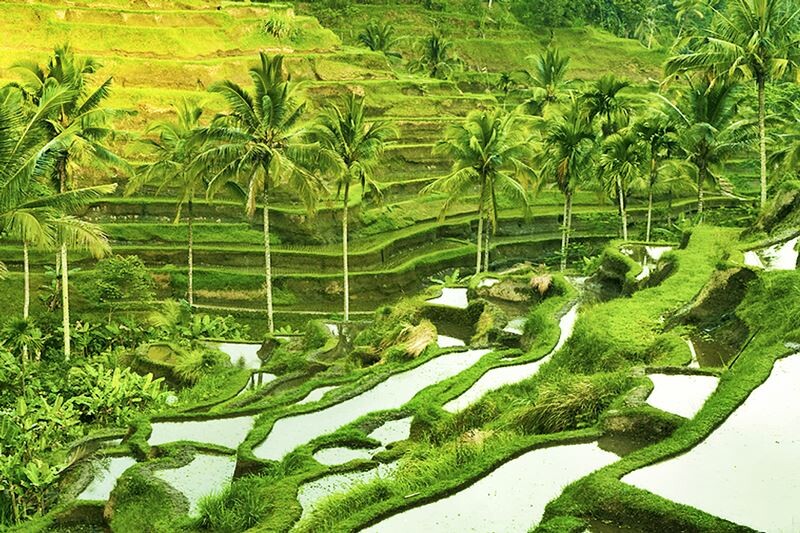zf61hgefet1pxba9itvivdxfx5v1bx93gtgytf0i tegalalang-rice-terrace.jpg