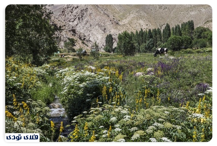 تنگه واشی دشت ساواشی