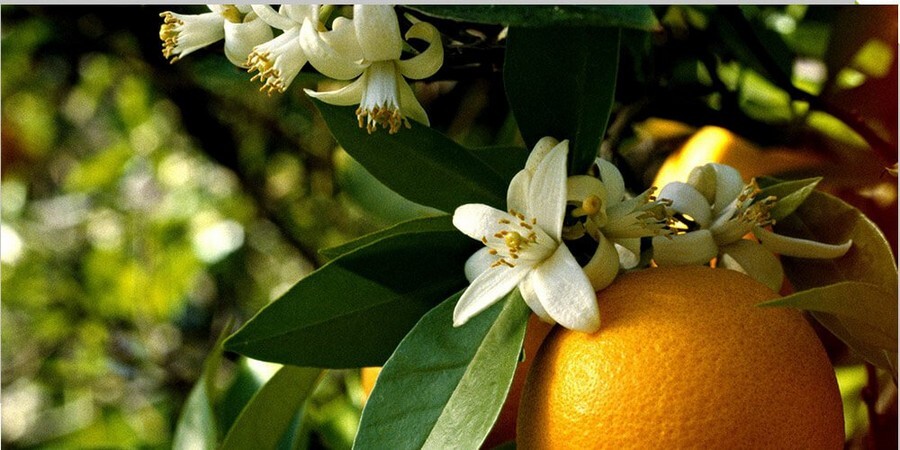 0oubornpx0cbmqj8u7j4e3m9zvjljppno7dvyeul Orange-blossom.jpg