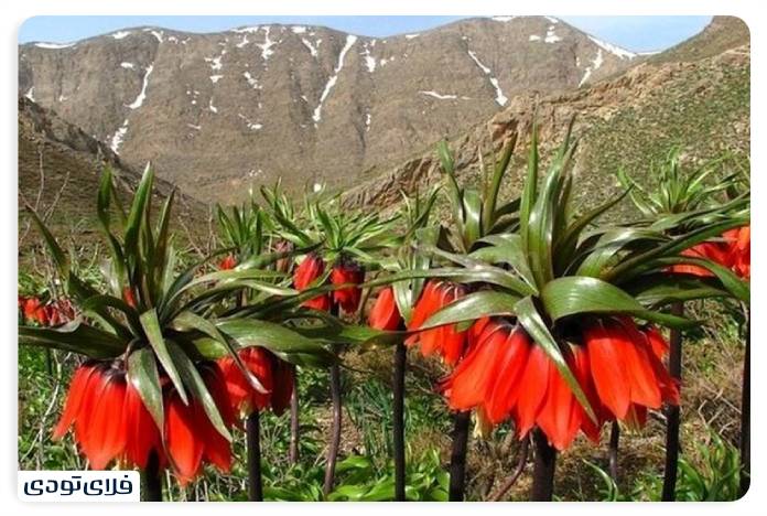 جاهای دیدنی لرستان دشت لاله های واژگون
