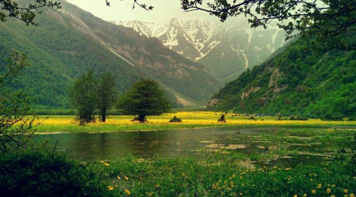 جنگلهای دوهزار سه هزار | زیباییهای پنهان شمال ایران