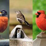 new-york-city-birds.jpg