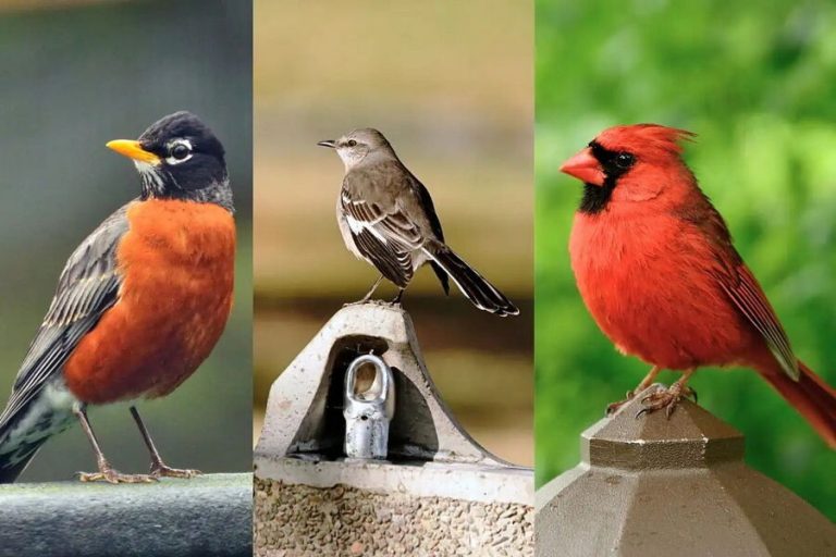 new-york-city-birds.jpg